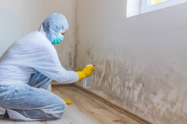 Professional mold removal team in Martinsville