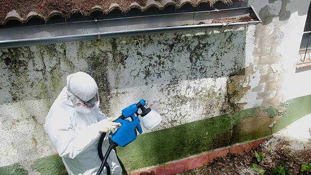 Mold Removal service in Martinsville